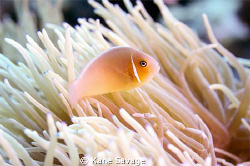Pink Skunk Clownfish, Chuuk Lagoon, Micronesia by Kane Savage 